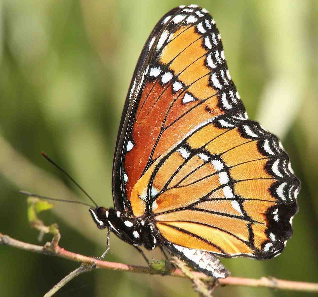 papillon vice-roi, plantes, insectes